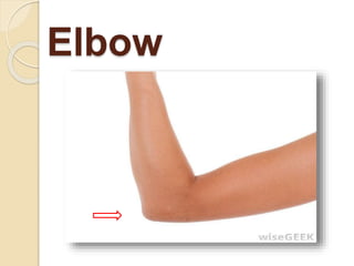 Elbow
 