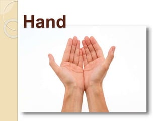 Hand
 