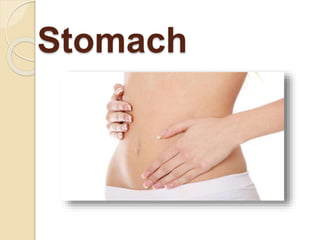 Stomach
 