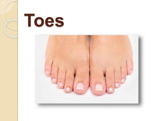 Toes
 
