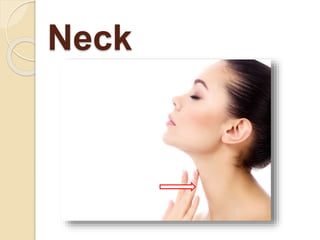 Neck
 