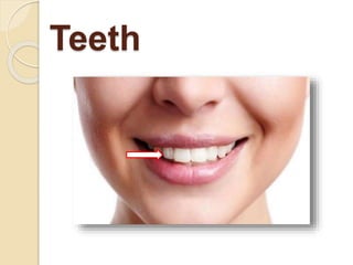 Teeth
 