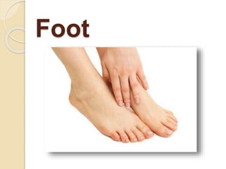 Foot
 