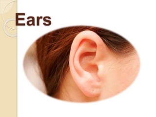 Ears
 