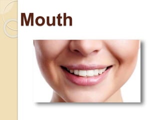Mouth
 