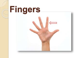 Fingers
 
