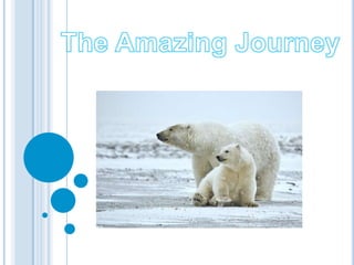 The Amazing Journey 