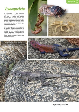 MyBrainMagazine • 47
BIOLOGIA
O exosqueleto é uma estrutura
esquelética localizada fora do corpo do
ser vivo. É comum em animais
invertebrados, que não possuem uma
estrutura óssea interna. Os animais que
possuem exoesqueleto costumam “mudar
de pele”, ecdise, o que faz parte do seu
crescimento, tal como os répteis, que
também mudam de pele.
Os artrópodes possuem um exoesqueleto
de quinina, substância impermeável e
resistente, normalmente impregnada por
camadas de cera. Nalgumas espécies,
como os caranguejos, o exoesqueleto de
quitina é reforçado com carbonato de
cálcio, fazendo com que o material seja
ainda mais resistente.
influência dos partidos comunistas
devido às dificuldades do pós-guerra. O
presidente Truman, alarmado com a
situação, tratou de proclamarem as
necessidades da América conter o avanço
comunista em todas as frentes (política
de contenção), quer através de
intervenções militares quer de ajuda
económica. A doutrina Truman levou os
EUA a proporem aos países europeus um
plano de auxílio financeiro, o Plano
Marshall - destinado a promover a
recuperação económica e a estabilidade
política, Aumentando o poder de compra
dos europeus ocidentais, beneficiando o
próprio comércio americano. Consolida-
se assim o bloco ocidental, liderado pelos
EUA. A reação soviética não se fez
esperar e em 1947 é criado o Kominform,
organismo que superintendia a ação dos
partidos comunistas de todo mundo, com
sede em Moscovo, e, em 1949, em
resposta ao plano Marshall, a União
Soviética instituiu o Comecon, a fim de
incentivar a cooperação económica com
os novos estados comunistas. Consolida-
se assim o bloco de Leste, liderado pela
URSS.
O
antagonismo dos dois blocos
desencadeou um clima de profunda
tensão e de inúmeros conflitos. As duas
superpotências nunca ousaram
confrontar-se diretamente, a razão da
guerra ter demorado quase meio século,
por isso é que se chamou a este período
Guerra Fria. Cada superpotência
procurava dispor de uma força cada vez
mais destruidora de modo a tornar-se
superior à sua rival, o equilíbrio do
Exosqueleto de cigarra, cigarra,
caranguejo, lagarto a mudar de pele (x2).
países com influência (branco), países de
onde saíram mais pessoas para combater
na Síria a favor do ISIS, anatomia do ISIS,
os países que eles querem conquistar.
 