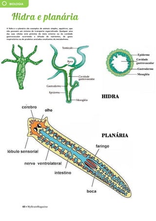 48 • MyBrainMagazine
BIOLOGIA
A hidra e a planária são exemplos de animais simples, aquáticos, que
não possuem um sistema de transporte especializado. Qualquer uma
das suas células está próxima do meio externo ou da cavidade
gastrovascular ocorrendo a difusão de nutrientes, de gases
respiratórios ou de produtos azotados resultantes do metabolismo.
Os animais dividem-se em dois grupos: vertebrados e invertebrados. Os
animais vertebrados são os que têm esqueleto interno. Há cinco tipos
de vertebrados: os mamíferos, as aves, os répteis, os peixes e os
anfíbios. Os animais invertebrados são os que não têm esqueleto
interno. Há oito tipos de invertebrados: poríferos - esponjas-do-mar;
cnidários e ctenóforos - corais, medusas, anémonas-do-mar;
platelmintos - vermes com o corpo achatado, como a ténia;
nematódeos ou nematelmintos - vermes com corpo cilíndrico, por
exemplo, a lombriga; anelídeos - vermes divididos em "anéis", por
exemplo, minhocas e sanguessugas; moluscos - polvos, lulas, lesmas,
caramujos, ostras, mexilhões; equinodermes - pepinos-do-mar, estrelas-
do-mar, ouriços-do-mar; artrópodes - representam cerca de 99% do
reino animal, estão divididos no seguintes grupos: insetos: cigarras,
borboletas, gafanhotos, percevejos, besouros, formigas, abelhas,
libélulas, cupins, baratas, moscas, traças, pernilongos, pulgas, baratas;
aracnídeos: aranhas, escorpiões, ácaros, carrapatos; miriápodes:
centopeias; crustáceos: caranguejos, lagostas, camarões.
influência dos partidos comunistas devido às dificuldades do pós-
guerra. O presidente Truman, alarmado com a situação, tratou de
proclamarem as necessidades da América conter o avanço comunista
em todas as frentes (política de contenção), quer através de
intervenções militares quer de ajuda económica. A doutrina Truman
levou os EUA a proporem aos países europeus um plano de auxílio
financeiro, o Plano Marshall - destinado a promover a recuperação
económica e a estabilidade política, Aumentando o poder de compra
dos europeus ocidentais, beneficiando o próprio comércio americano.
Consolida-se assim o bloco ocidental, liderado pelos EUA. A reação
soviética não se fez esperar e em 1947 é criado o Kominform,
organismo que superintendia a ação dos partidos comunistas de todo
mundo, com sede em Moscovo, e, em 1949, em resposta ao plano
Marshall, a União Soviética instituiu o Comecon, a fim de incentivar a
cooperação económica com os novos estados comunistas. Consolida-se
assim o bloco de Leste, liderado pela URSS.
O
antagonismo dos dois blocos desencadeou um clima de
profunda tensão e de inúmeros conflitos. As duas superpotências nunca
ousaram confrontar-se diretamente, a razão da guerra ter demorado
quase meio século, por isso é que se chamou a este período Guerra Fria.
Cada superpotência procurava dispor de uma força cada vez mais
destruidora de modo a tornar-se superior à sua rival, o equilíbrio do
terror, que acabou por evitar a guerra.
A escalada militar centrou-se na corrida às armas nucleares e
na militarização dos dois blocos. Em 1949, os soviéticos conseguiram
pela primeira vez na bomba atómica, graças a um casal de espiões
soviéticos, O casal Rosenberg, infiltrado nos EUA, ficando a par dos
americanos. Dois anos depois, os americanos fabricaram a primeira
bomba de hidrogénio (500 vezes mais potente que a de Hiroshima) e,
passado seis meses, a URSS igualava-os. A partir de então, com a
construção de mísseis de médio e longo alcance, o terror nuclear não
parou de aumentar. Entretanto, em 1949, os EUA formaram, com o
Canadá e os seus aliados europeus, a organização do tratado do
Atlântico Norte (NATO), Cujo objetivo era dotar o bloco ocidental com
uma poderosa estrutura militar. Em 1955, a URSS estabeleceu o Pacto de
Varsóvia, com os países comunistas europeus. Os EUA e a URSS
alargaram ainda as alianças a outros países, ficando praticamente todo
mundo envolvido no antagonismo bipolar.
Os serviço secretos (A CIA americana e o KGB soviético),
além de atividades de espionagem, exerciam uma vigilância
permanente no interior dos próprios países. Na URSS e no Leste
europeu, os que se opunham a Estaline foram alvo de violenta
repressão. Nos EUA, uma campanha anticomunista, conduzida pelo
Narval e beluga (parente mais
próximo), esqueleto de narval.
HIDRA
PLANÁRIA
 