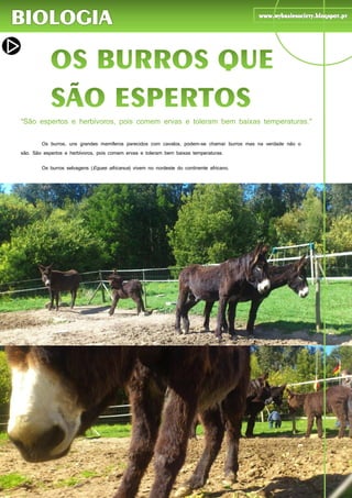 22
Os burros, uns grandes mamíferos parecidos com cavalos, podem-se chamar burros mas na verdade não o
são. São espertos e herbívoros, pois comem ervas e toleram bem baixas temperaturas.
Os burros selvagens (Eques africanus) vivem no nordeste do continente africano.
Este animal, desde o ínicio dos tempos, tem ajudado os humanos em atividades agrícolas e transporte.
Sempre que nasce uma nova abelha, proveniente do desenvolvimento de uma larva, as operárias inspetoras
analisam a nova criatura e certificam-se se ela possui alguma deformação física. Caso detetem algum defeito, esse
novo ser é imediatamente assassinado, a fim de não existirem inválidos na sociedade – a natureza não perdoa a
incapacidade, é seletiva.
Se algum intruso (ratos, lagartixas, cobras, humanos, etc.) tentar violar uma colmeia, de imediato centenas de
operárias soldados atacam o inimigo introduzindo na pele o seu ferrão carregado de veneno, o que pode conduzir à
morte, mesmo de seres humanos.
 