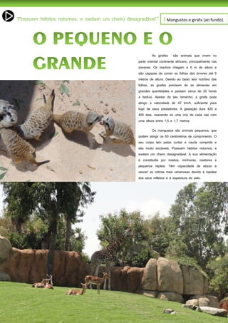 26
As girafas são animais que vivem no
parte oriental continente africano, principalmente nas
savanas. Os machos chegam a 6 m de altura e
são capazes de comer as folhas das árvores até 6
metros de altura. Devido ao baixo teor nutritivo das
folhas, as girafas precisam de se alimentar em
grandes quantidades e passam cerca de 20 horas
a fazê-lo. Apesar do seu tamanho, a girafa pode
atingir a velocidade de 47 km/h, suficiente para
fugir de seus predadores. A gestação dura 420 a
450 dias, nascendo só uma cria de cada vez com
uma altura entre 1,5 e 1,7 metros.
Os mangustos são animais pequenos, que
podem atingir os 60 centímetros de comprimento. O
seu corpo tem patas curtas e cauda comprida e
são muito sociáveis. Possuem hábitos noturnos, e
exalam um cheiro desagradável. A sua alimentação
é constituída por insetos, minhocas, roedores e
pequenos répteis. Têm capacidade de atacar e
vencer as cobras mais venenosas devido à rapidez
dos seus reflexos e à espessura do pelo.
I Mangustos e girafa (ao fundo).
 