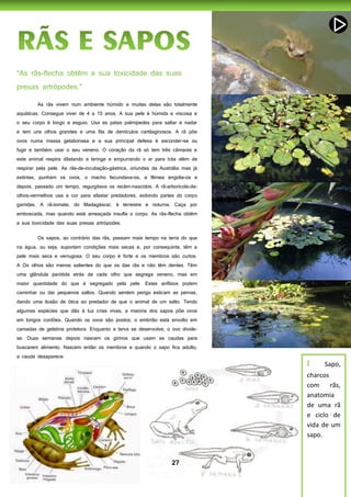 27
As rãs vivem num ambiente húmido e muitas delas são totalmente
aquáticas. Consegue viver de 4 a 15 anos. A sua pele é húmida e viscosa e
o seu corpo é longo e esguio. Usa as patas palmípedes para saltar e nadar
e tem uns olhos grandes e uma fila de dentículos cartilaginosos. A rã põe
ovos numa massa gelationasa e a sua principal defesa é esconder-se ou
fugir e também usar o seu veneno. O coração da rã só tem três câmaras e
este animal respira dilatando a laringe e empurrando o ar para trás além de
respirar pela pele. As rãs-de-incubação-gástrica, oriundas da Austrália mas já
extintas, punham os ovos, o macho fecundava-os, a fêmea engolia-os e
depois, passado um tempo, regurgitava os recém-nascidos. A rã-arborícola-de-
olhos-vermelhos usa a cor para afastar predadores, exibindo partes do corpo
garridas. A rã-tomate, do Madagáscar, é terrestre e noturna. Caça por
emboscada, mas quando está ameaçada insufla o corpo. As rãs-flecha obtêm
a sua toxicidade das suas presas artrópodes.
Os sapos, ao contrário das rãs, passam mais tempo na terra do que
na água, ou seja, suportam condições mais secas e, por consequinte, têm a
pele mais seca e verrugosa. O seu corpo é forte e os membros são curtos.
A Os olhos são menos salientes do que os das rãs e não têm dentes. Têm
uma glândula parótida atrás de cada olho que segrega veneno, mas em
maior quantidade do que é segregado pela pele. Estes anfíbios podem
caminhar ou dar pequenos saltos. Quando sentem perigo esticam as pernas,
dando uma ilusão de ótica ao predador de que o animal de um salto. Tendo
algumas espécies que dão à luz crias vivas, a maioria dos sapos põe ovos
em longos cordões. Quando os ovos são postos, o embrião está envolto em
camadas de gelatina protetora. Enquanto a larva se desenvolve, o ovo divide-
se. Duas semanas depois nascem os girinos que usam as caudas para
buscarem alimento. Nascem então os membros e quando o sapo fica adulto,
a cauda desaparece.
I Sapo,
charcos
com rãs,
anatomia
de uma rã
e ciclo de
vida de um
sapo.
 