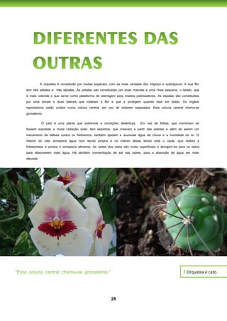 28
A orquídea é constituída por muitas espécies, com as mais variadas dos trópicos e subtrópicos. A sua flor
tem três pétalas e três sépalas. As pétalas são constituídas por duas maiores e uma mais pequena, o labelo, que
é mais colorida e que serve como plataforma de aterragem para insetos polinizadores. As sépalas são constituídas
por uma dorsal e duas laterais que rodeiam a flor e que a protegem quando está em botão. Os órgãos
reprodutivos estão unidos numa coluna central, em vez de estarem separados. Esta coluna central chama-se
ginostémio.
O cato é uma planta que sobrevive a condições desérticas. Em vez de folhas, que morreriam se
fossem expostas a muita radiação solar, tem espinhos, que crescem a partir das aréolas e além de serem um
mecanismo de defesa contra os herbívoros, também ajudam a acumular água da chuva e a humidade do ar. O
interior do cato armazena água num tecido próprio e no interior desse tecido está o caule, que realiza a
fotossíntese e produz e armazena alimento. As raízes dos catos são muito superficiais e alongam-se para os lados
para absorverem mais água. Há também concentração de sal nas raízes, para a absorção de água ser mais
elevada.
I Orquídea e cato.
 