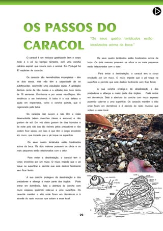 29
O caracol é um molusco gastrópode (tem o corpo
mole e o pé na barriga) terrestre, com uma concha
calcária espiral, que cresce com o animal. Em Portugal há
87 espécies de caracóis.
Os caracóis são hermafroditas incompletos - têm
os dois sexos, mas não têm a capacidade de se
autofecundar, ocorrendo uma copulação dupla. A gestação
demora cerca de três meses e a eclosão dos ovos cerca
de 16 semanas. Omnívoros e por vezes necrófagos, têm
tendência a ser herbívoros. A baba é a sua defesa e
ajuda em imprevistos, como a concha partida, que é
regenerada pela baba.
Os caracóis não ouvem e não têm a visão
desenvolvida (vêem manchas claras e escuras) e não
gostam de sol. Em vez disso gostam de dias húmidos e
da noite pois não são tão visíveis pelos predadores e não
podem ficar secos, por isso é que têm o corpo envolvido
em muco, que impede que o pé toque na superfície.
Os seus quatro tentáculos estão localizados
acima da boca. Os dois maiores possuem os olhos e os
mais pequenos estão relacionados com o odor.
Para evitar a desidratação, o caracol tem o
corpo envolvido por um muco. O muco impede que o pé
toque na superfície e permite que este deslize facilmente
sem ficar ferido.
A sua concha protege-o da desidratação e dos
predadores e alberga a maior parte dos órgãos. Pode
entrar em dormência. Sela a abertura da concha com
muco espesso podendo colar-se a uma superfície. Os
caracóis mantêm o sítio onde ficam em dormência e é
através do rasto mucoso que voltam a esse local.
Os seus quatro tentáculos estão localizados acima da
boca. Os dois maiores possuem os olhos e os mais pequenos
estão relacionados com o odor.
Para evitar a desidratação, o caracol tem o corpo
envolvido por um muco. O muco impede que o pé toque na
superfície e permite que este deslize facilmente sem ficar ferido.
A sua concha protege-o da desidratação e dos
predadores e alberga a maior parte dos órgãos. Pode entrar
em dormência. Sela a abertura da concha com muco espesso
podendo colar-se a uma superfície. Os caracóis mantêm o sítio
onde ficam em dormência e é através do rasto mucoso que
voltam a esse local.
 
