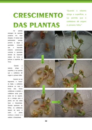 32
As plantas
emergem da semente
protetora em duas
direções. O radical (raiz
embrionária) emerge
primeiro e segue a
gravidade, enquanto
que o hipocótilo
(rebento embrionário)
contraria a gravidade
através da expansão
celular, de forma a
perfurar a superfície da
Terra.
Quando o
rebento atinge a
superfície, a luz permite
que o cotilédone dê
origem à primeira folha.
Quando cai ao
tegumento, a "casca"
do feijão, o cotilédone
divide-se ao meio e
forma dois. Esses
cotilédones e também o
cotilédone ainda junto,
antes de se separar,
dá a energia para a
planta, em vez desta
fazer a fotossíntese.
Quando aparecem as
folhas, os cotilédones
deizam de servir e
caem. A planta
continua a crescer e a
realizar a fotossíntese.
 