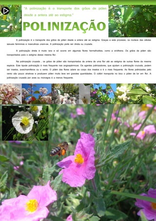 34
A polinização é o transporte dos grãos de pólen desde a antera até ao estigma. Graças a este processo, os núcleos das células
sexuais femininas e masculinas unem-se. A polinização pode ser direta ou cruzada.
A polinização direta é muito rara e só ocorre em algumas flores hermafroditas, como a ervilheira. Os grãos de pólen são
transportados para o estigma dessa mesma flor.
Na polinização cruzada , os grãos de pólen são transportados da antera de uma flor até ao estigma de outras flores da mesma
espécie. Este tipode polinização é mais frequente nas angiospérmicas. Os agentes polinizadores, que ajudam a polinização cruzada, podem
ser insetos, aves/mamíferos ou o vento. O pólen das flores adere ao corpo dos insetos e é o mais frequente. As flores polinizadas pelo
vento são pouco atrativas e produzem pólen muito leve em grandes quantidades. O colibri transporta no bico o pólen de lor em flor. A
polinização cruzada por aves ou morcegos é a menos frequente.
 