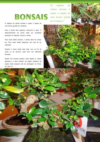 35
O objetivo de cultivar bonsais é captar o aspeto de
uma árvore grande em miniatura.
Para o bonsai ficar pequeno, recorre-se à poda. O
desenvolivmento da árvore pode ser controlado
aparando os rebentos, troncos e ramos.
Para haver folhas maiores, o bonsai deve ter menos
luz. Para haver folhas pequenas, tem que ter luz
suficiente.
Quando o tronco ainda está mole, com um fio de
cobre ou de alumínio, pode ficar com diferentes
formatos.
Apesar dos bonsais estarem muito ligados à cultura
japonesa e a terra "bonsai", de origem vulcânica, há
registo desta pequena arte de jardinagem na China,
em 200 d.C.
 