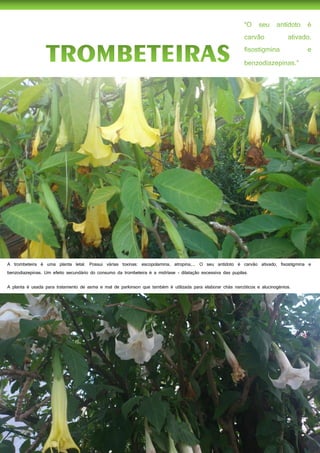 36
A trombeteira é uma planta letal. Possui várias toxinas: escopolamina, atropina,... O seu antídoto é carvão ativado, fisostigmina e
benzodiazepinas. Um efeito secundário do consumo da trombeteira é a midríase - dilatação excessiva das pupilas.
A planta é usada para tratamento de asma e mal de parkinson que também é utilizada para elaborar chás narcóticos e alucinogénios.
 