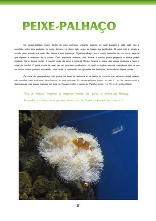 37
Os peixes-palhaço vivem dentro de uma anémona urticante gigante, na qual passam a vida toda com a
escolhida entre três espécies. À noite, dormem no disco dela, entre as bases dos tentáculos. O peixe não é picado e
comido pelo animal pois este não deteta a sua presença. O peixe-palhaço tem o corpo revestido de um muco especial
que impede a anémona de o comer. Cada anémona sustenta uma fêmea, o macho (mais pequeno) e vários peixes
imaturos. Se a fêmea morrer, o macho muda de sexo e torna-se fêmea, ficando o maior dos peixes imaturos a fazer o
papel de macho. O peixe muda de sexo por um processo protândrico, no qual os órgãos sexuais masculinos são os que
se tornam ativos primeiro ocorrendo, mais tarde, a conversão das gónadas em femininas, tornando-se depois ativas.
Os ovos do peixe-palhaço são postos na base da anémona e os restos de comida que sobraram do(s) peixe(s)
são comidos pela anémona, beneficiando os dois animais. Os peixes-palhaço podem ter até 11 cm de comprimento e
distribuem-se nas águas tropicais do leste do Oceano Índico e oeste do Pacífico, entre 1 e 15 m de profundidade.
 