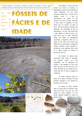 43
Para saberem o modo de vida dos
animais que viveram no passado, os
paleontólogos, quando encontram fósseis de
dentes semelhantes aos dos atuais
carnívoros, deduzem que o animal era um
predador, como é o caso do
Tyranossaurus, que poderá ter sido
carnívoro, por causa de terem encontrado
os seus dentes e mandíbulas. Os seus
dentes eram do tamanho de facas de
carne. Mas se os dentes se parecem com
Iguanodon, cuja extremidade da boca se
assemelhava a um bico. Este animal tinha
o dedo polegar em forma de garra e era
muito maior que os outros herbívoros.
Graças aos fósseis de Estegossaurus
encontrados, conseguimos saber que as
placas da sua coluna não serviam para
defesa mas sim para regular a temperatura
corporal. Continham vasos sanguíneos e
funcionavam como radiadores. Este animal
de 9 metros possuía um cérebro do
tamanho de uma noz.
Na Pedreira do Galinha foram
encontrados vários rastos de surópodes,
que permitem deduzir que eram
quadrúpedes, que se deslocavam em
manada e que protegiam as suas crias.
Antes, essa zona da Serra de Aire era um
terreno pantanoso junto ou próximo do mar,
motivo pelo qual se veem as pegadas de
dinossauros.
Os fósseis podem-se dividir em
fácies ou de idade. Os fósseis de fácies
permitem reconstituir o seu ambiente de
formação, como os corais.
Os fósseis de idade permitem
datar as rochas onde se encontram. Estes
seres vivos tinham que viver num curto
período de tempo geológico, ter uma
grande dispersão geográfica e existir em
grande número.
I Pegadas fossilizadas de saurópodes na Pedreira do Galinha, reconstituição do Jurássico, pegada,
reconstituição, dinossauros, dente de Squalicorax, dente de Spinosaurus, dente de raia, fóssil, coral e concha.
 