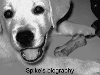Spike’s biography  