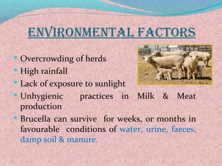 ENVIRONMENTAL FACTORS 
 Overcrowding of herds 
 High rainfall 
 Lack of exposure to sunlight 
 Unhygienic practices in Milk & Meat 
production 
 Brucella can survive for weeks, or months in 
favourable conditions of water, urine, faeces, 
damp soil & manure. 
 