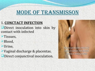 MODE OF TRANSMISSON 
1. CONCTACT INFECTION 
Direct inoculation into skin by 
contact with infected 
Tissues, 
Blood, 
Urine, 
Vaginal discharge & placentas. 
Direct conjunctival inoculation. 
 