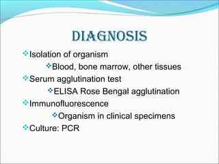 DIAGNOSIS 
Isolation of organism 
Blood, bone marrow, other tissues 
Serum agglutination test 
ELISA Rose Bengal agglutination 
Immunofluorescence 
Organism in clinical specimens 
Culture: PCR 
 