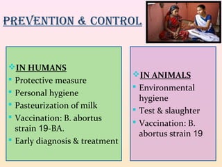 PREVENTION & CONTROL 
IN ANIMALS 
 Environmental 
hygiene 
 Test & slaughter 
 Vaccination: B. 
abortus strain 19 
IN HUMANS 
 Protective measure 
 Personal hygiene 
 Pasteurization of milk 
 Vaccination: B. abortus 
strain 19-BA. 
 Early diagnosis & treatment 
 