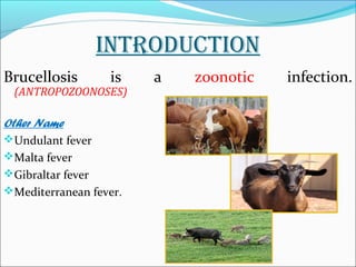 INTRODUCTION 
Brucellosis is a zoonotic infection. 
(ANTROPOZOONOSES) 
Other Name 
Undulant fever 
Malta fever 
Gibraltar fever 
Mediterranean fever. 
 