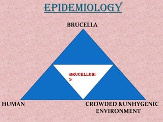EPIDEMIOLOGY 
BRUCELLA 
HUMAN CROWDED &UNHYGENIC 
ENVIRONMENT 
BRUCELLOSI 
S 
 
