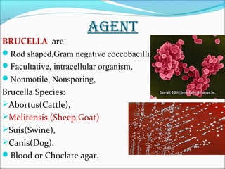 AGENT 
BRUCELLA are 
Rod shaped,Gram negative coccobacilli, 
Facultative, intracellular organism, 
Nonmotile, Nonsporing, 
Brucella Species: 
Abortus(Cattle), 
Melitensis (Sheep,Goat) 
Suis(Swine), 
Canis(Dog). 
Blood or Choclate agar. 
 