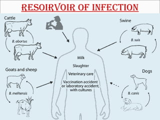 RESOIRVOIR OF INFECTION 
 