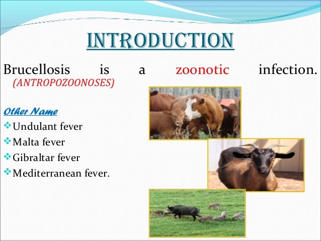 Brucellosis Brucellosis