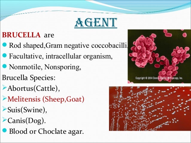 Brucellosis Brucellosis