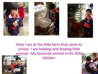 Here I am at the little farm that came to school. I am holding and feeding little animals. My favourite animal is the little chicken.  