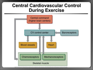 Central Cardiovascular ControlCentral Cardiovascular Control
During ExerciseDuring Exercise
 