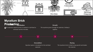 Mycelium Brick
Production
Proces
s
1
Sterilization
The substrate material (straw or sawdust) is sterilized to
eliminate harmful microbes.
2
Inoculation
Mycelium spawn is introduced to the sterilized
substrate.
3
Growth
The mycelium grows through the substrate, binding it
together.
4
Drying
The mycelium brick is dried to stop growth and harden
the material.
 