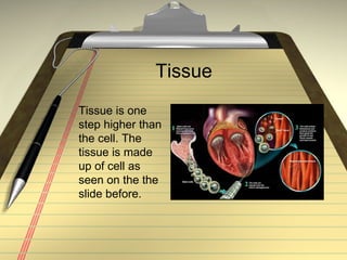 Tissue  Tissue is one step higher than the cell. The tissue is made up of cell as seen on the the slide before. 