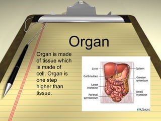 Organ Organ is made of tissue which is made of cell. Organ is one step higher than tissue. 