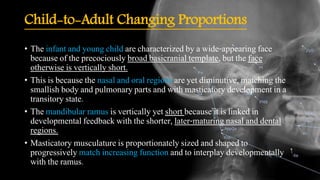 Child-to-Adult Changing Proportions
• The infant and young child are characterized by a wide-appearing face
because of the precociously broad basicranial template, but the face
otherwise is vertically short.
• This is because the nasal and oral regions are yet diminutive, matching the
smallish body and pulmonary parts and with masticatory development in a
transitory state.
• The mandibular ramus is vertically yet short because it is linked in
developmental feedback with the shorter, later-maturing nasal and dental
regions.
• Masticatory musculature is proportionately sized and shaped to
progressively match increasing function and to interplay developmentally
with the ramus.
 