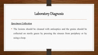 Laboratory Diagnosis
Specimen Collection
• The lesions should be cleaned with antiseptics and the grains should be
collected on sterile gauze by pressing the sinuses from periphery or by
using a loop.
 