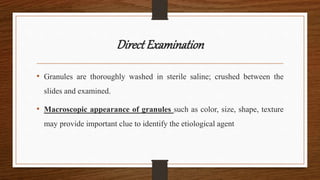 DirectExamination
• Granules are thoroughly washed in sterile saline; crushed between the
slides and examined.
• Macroscopic appearance of granules such as color, size, shape, texture
may provide important clue to identify the etiological agent
 