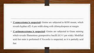 • If eumycetoma is suspected: Grains are subjected to KOH mount, which
reveals hyphae of2- 6 μm width along with chlamydospores at margin
• If actinomycetoma is suspected: Grains are subjected to Gram staining
which reveals filamentous grampositive bacilli (0.5-1 μm wide). Modified
acid fast stain is performed if Nocardia is suspected, as it is partially acid
fast
 