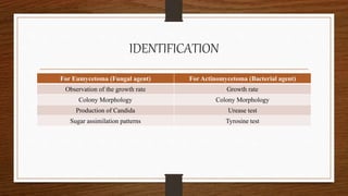 IDENTIFICATION
For Eumycetoma (Fungal agent) For Actinomycetoma (Bacterial agent)
Observation of the growth rate Growth rate
Colony Morphology Colony Morphology
Production of Candida Urease test
Sugar assimilation patterns Tyrosine test
 
