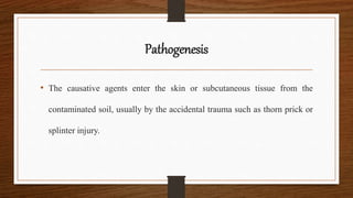 Pathogenesis
• The causative agents enter the skin or subcutaneous tissue from the
contaminated soil, usually by the accidental trauma such as thorn prick or
splinter injury.
 