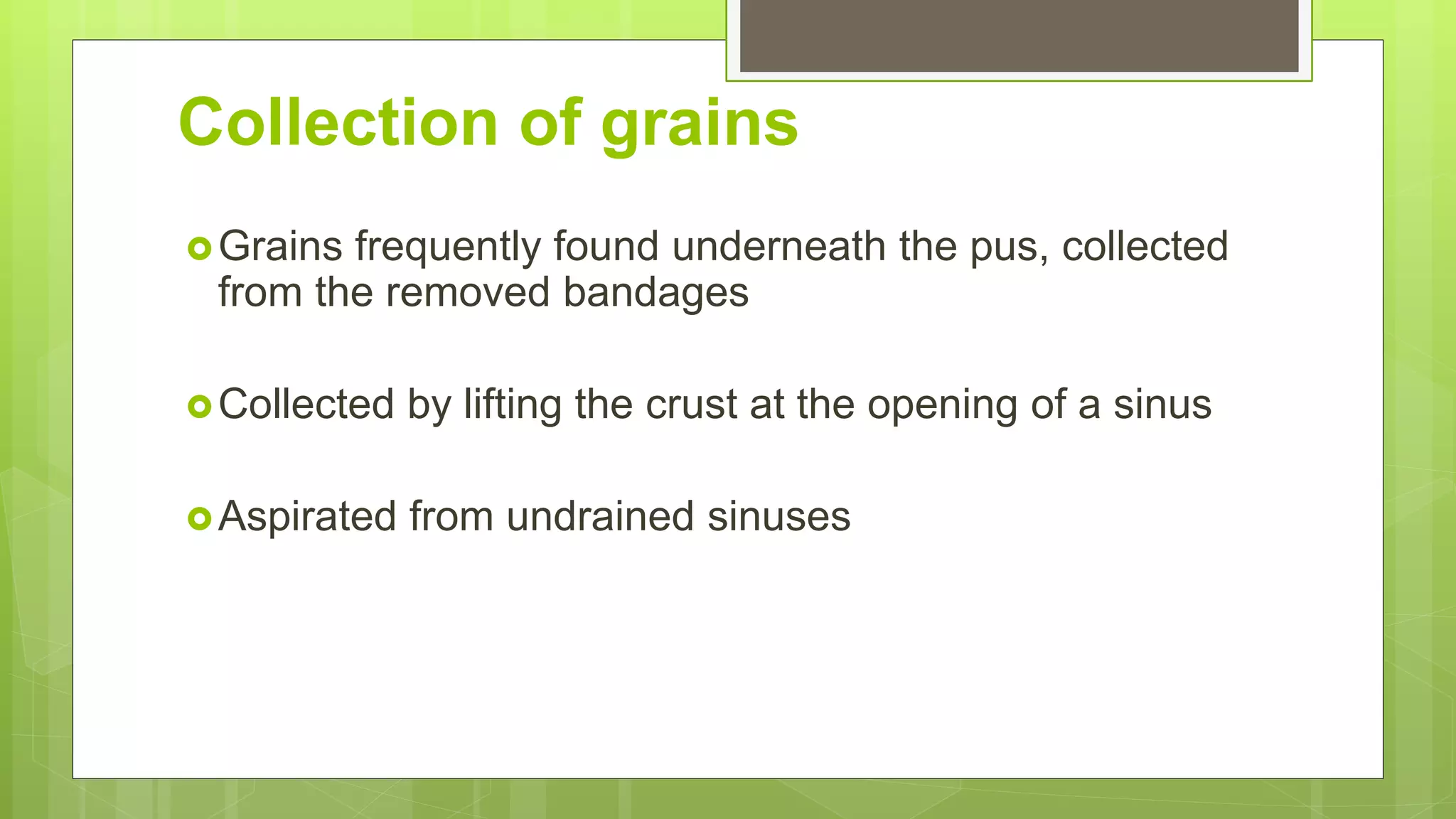 Collection of grains
Grains frequently found underneath the pus, collected
from the removed bandages
Collected by lifting the crust at the opening of a sinus
Aspirated from undrained sinuses
 
