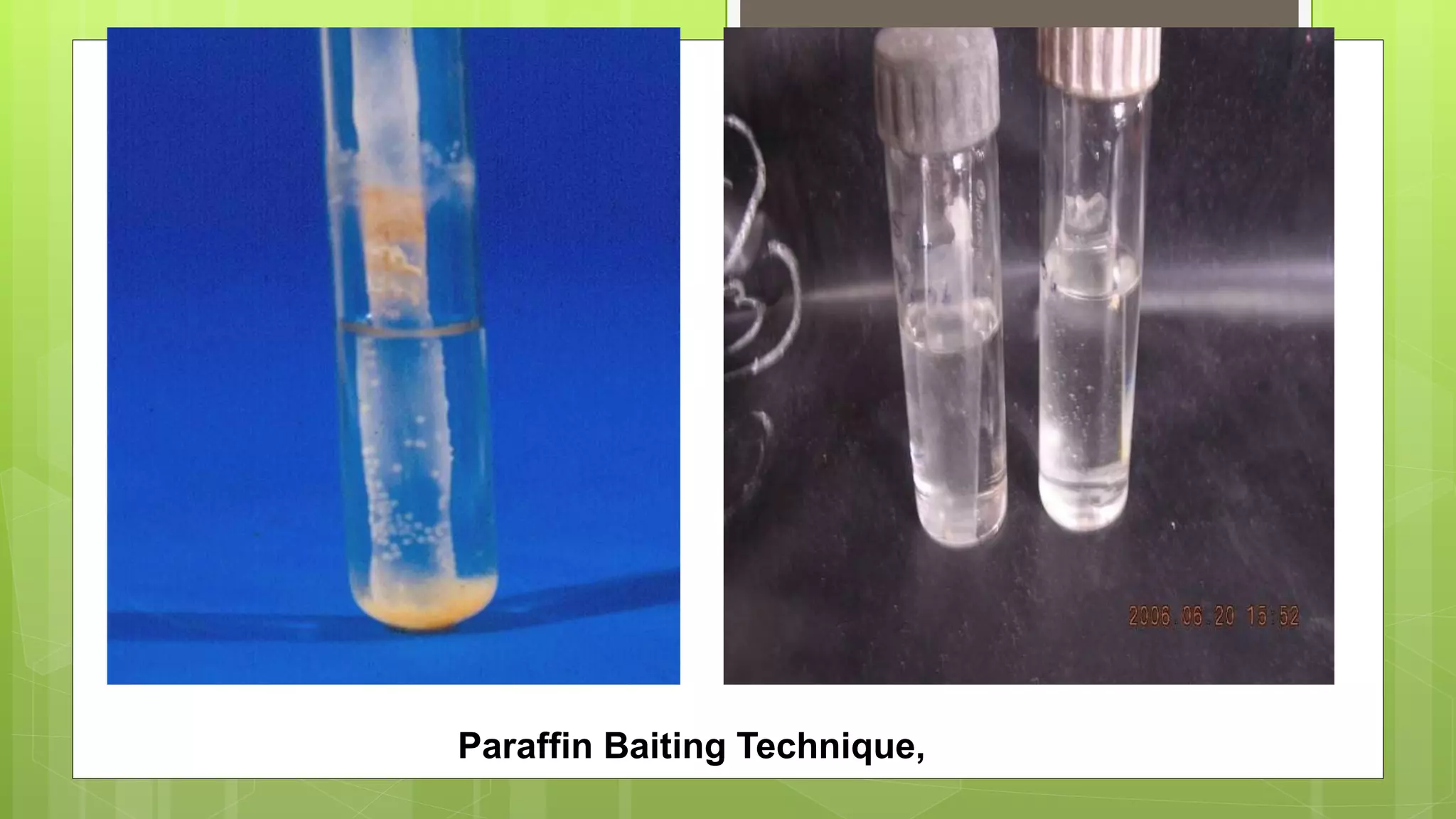 Paraffin Baiting Technique,
 