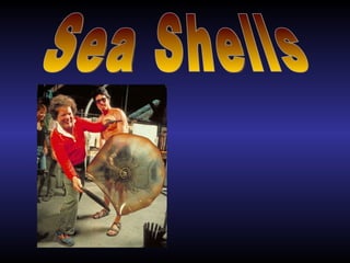 Sea Shells צדפות ימיות 