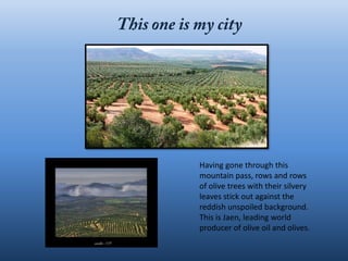 Having gone through this
mountain pass, rows and rows
of olive trees with their silvery
leaves stick out against the
reddish unspoiled background.
This is Jaen, leading world
producer of olive oil and olives.
 